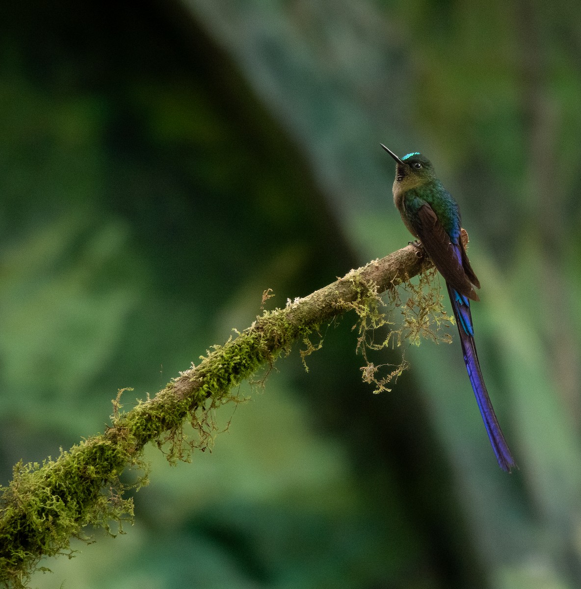 Violet-tailed Sylph - ML617743362