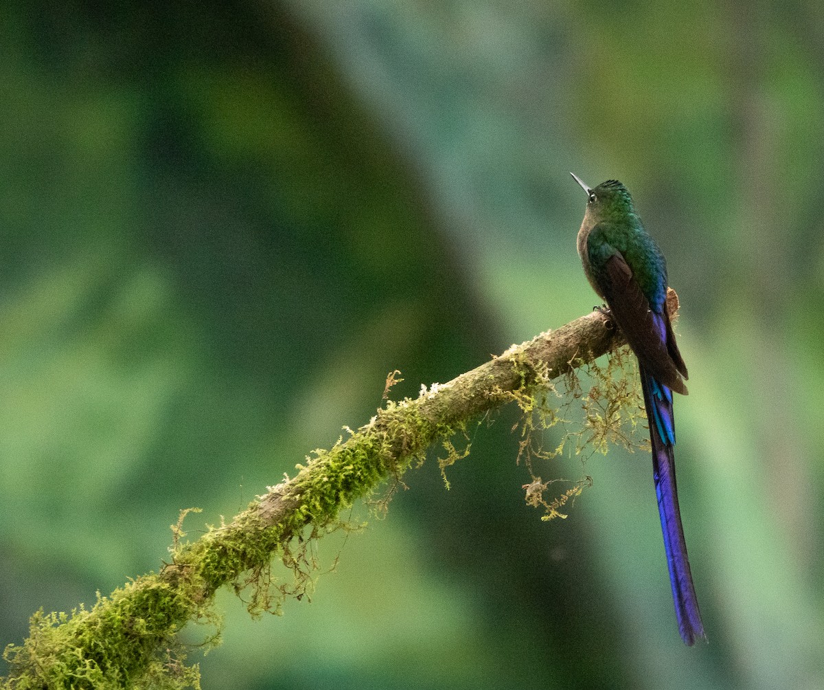 Violet-tailed Sylph - ML617743363