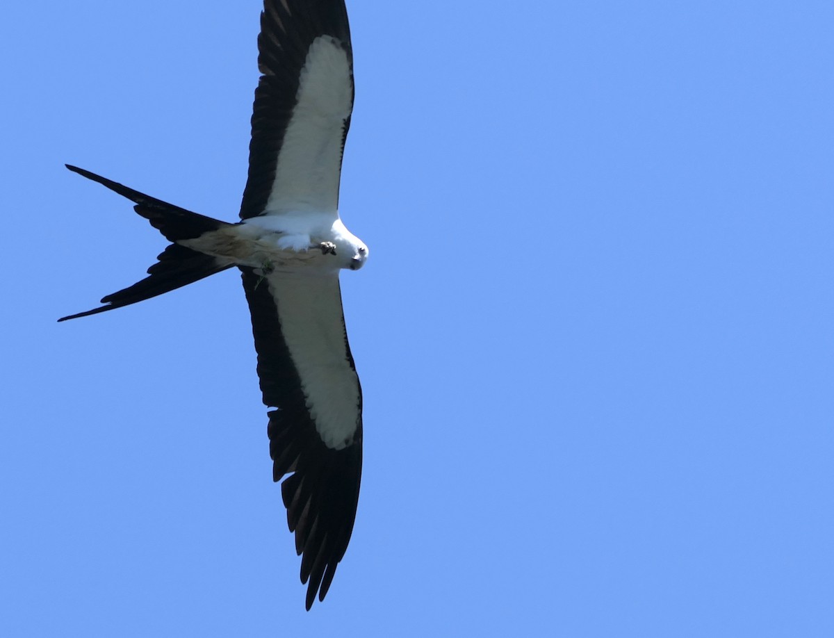 Swallow-tailed Kite - Sandy Bauerschmidt