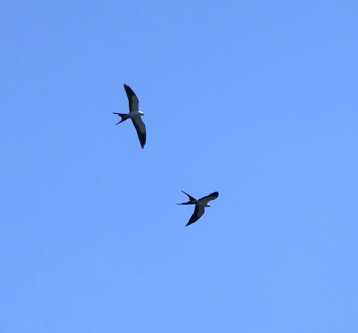 Swallow-tailed Kite - ML617743372