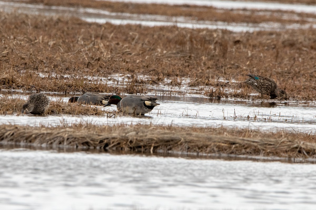 Green-winged Teal - ML617743389