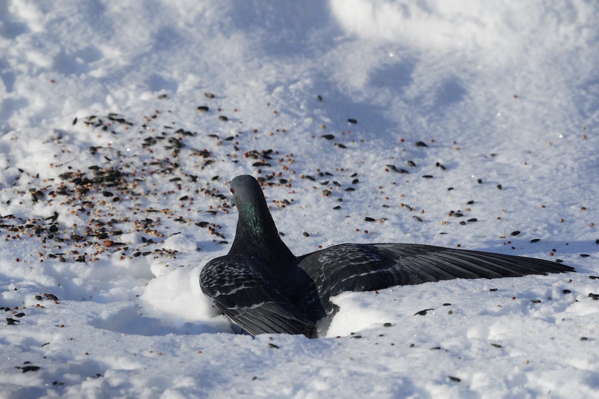 Rock Pigeon (Feral Pigeon) - ML617743397
