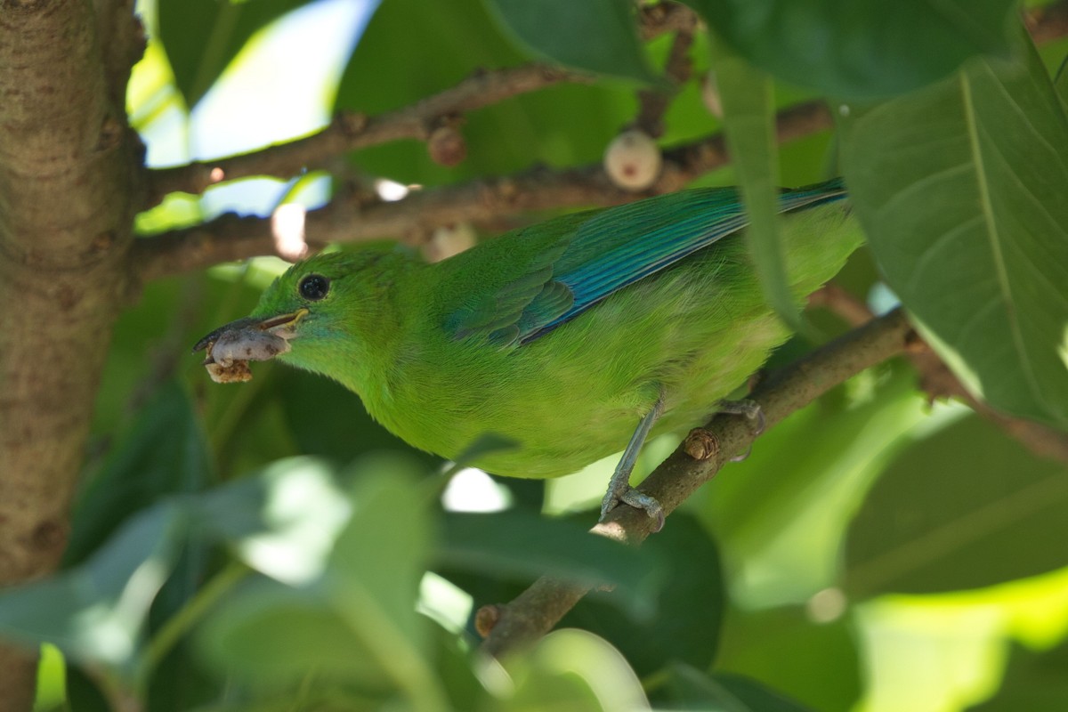 Blue-winged Leafbird - ML617743477