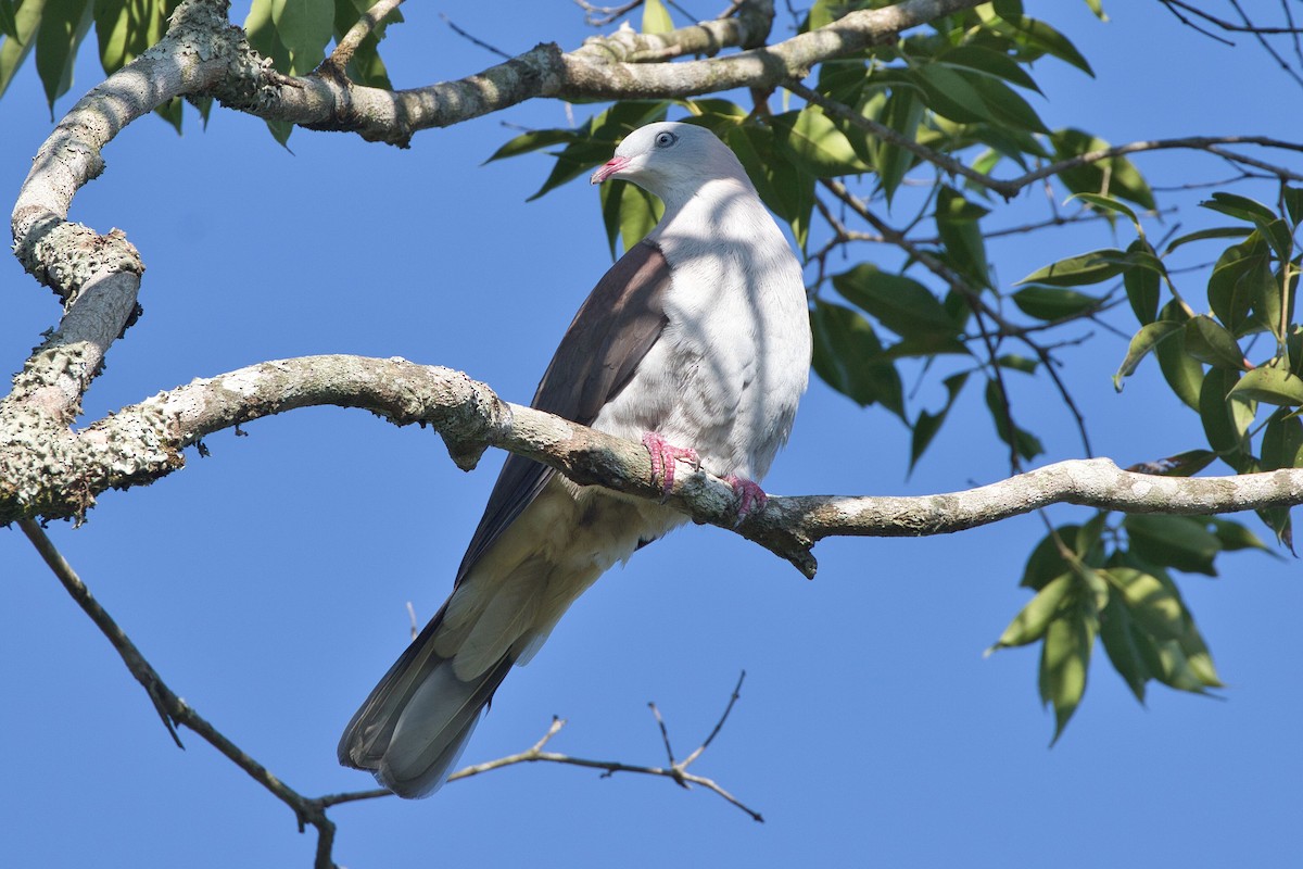 Mountain Imperial-Pigeon - ML617743507