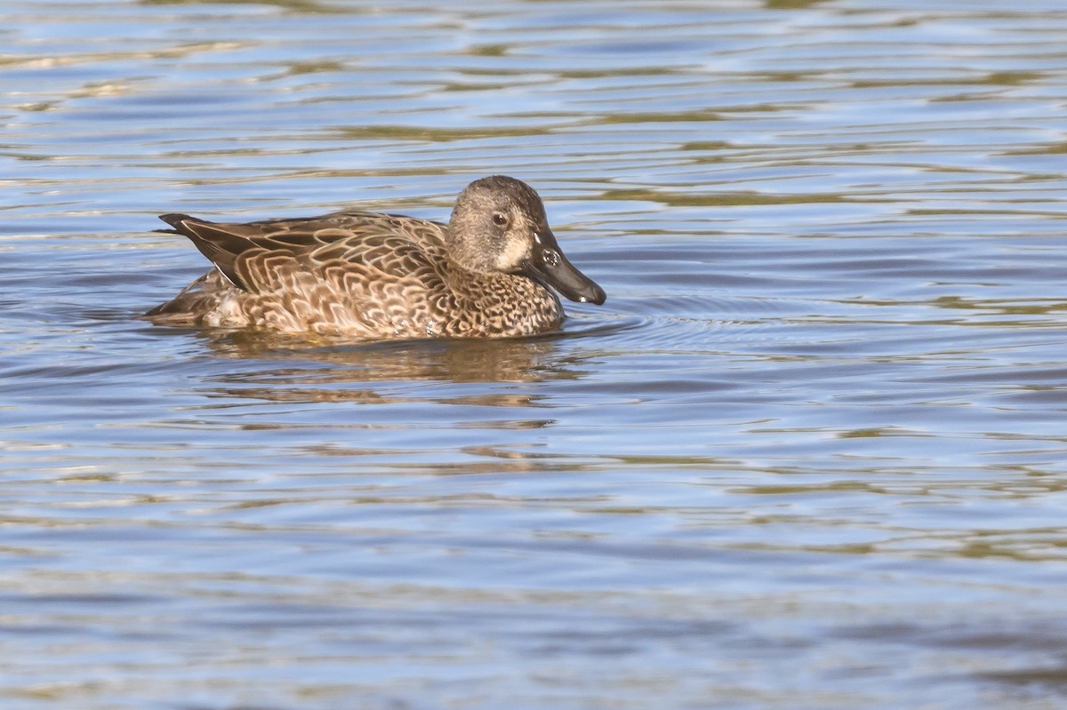 Blue-winged Teal - ML617743550