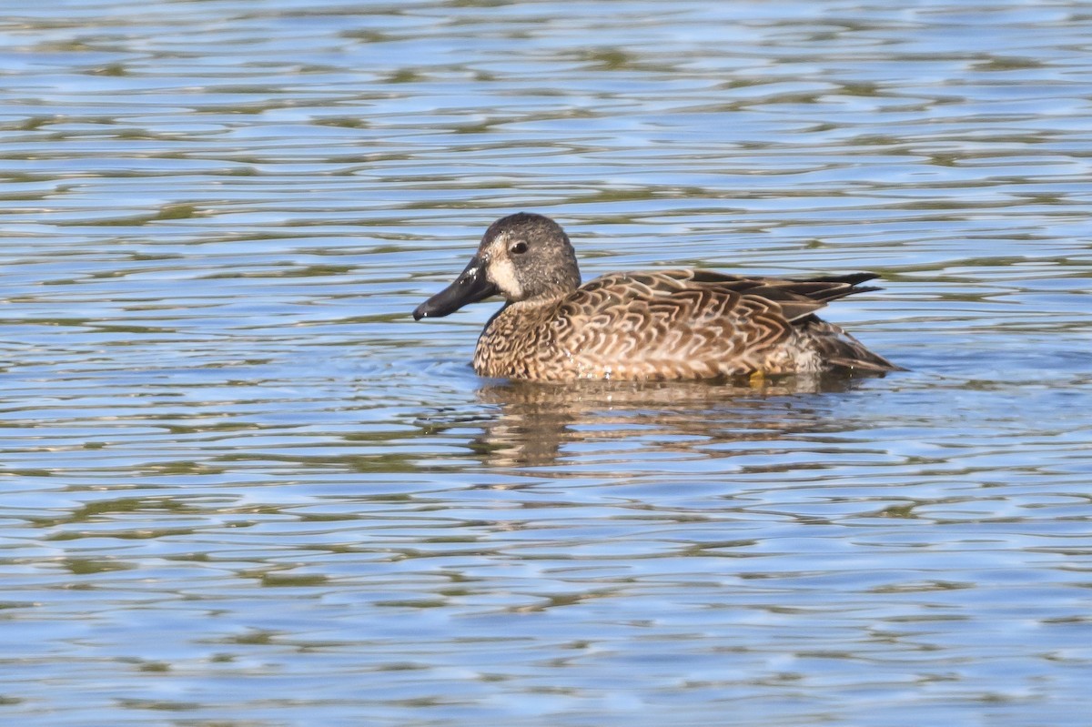 Blue-winged Teal - ML617743551