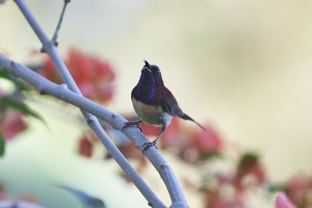 Black-throated Sunbird - Kevin Thomas