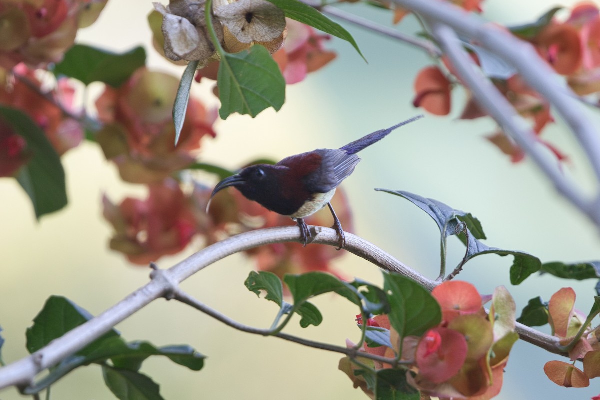 Black-throated Sunbird - Kevin Thomas