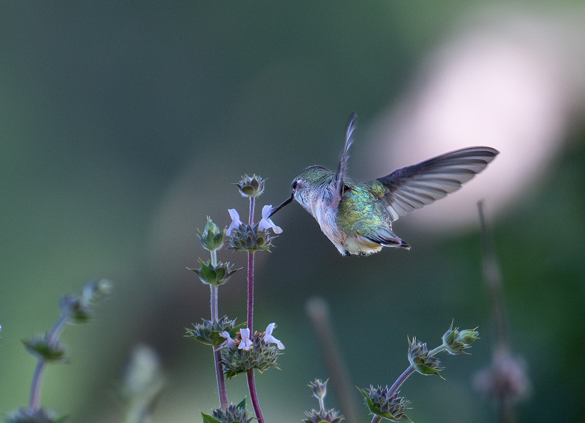 Calliope Hummingbird - ML617743634