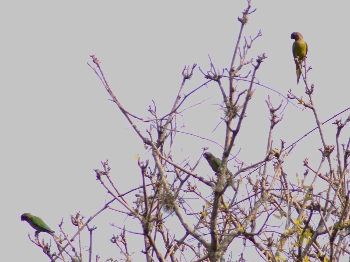 Brown-throated Parakeet - ML617743642