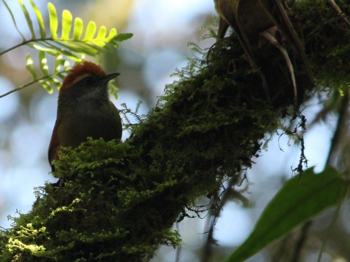 Rufous-capped Spinetail - ML617743648