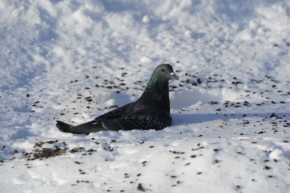 Rock Pigeon (Feral Pigeon) - ML617743667