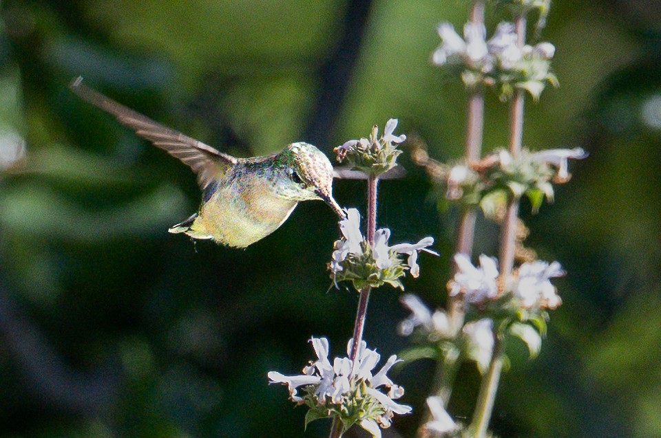 Calliope Hummingbird - ML617743719