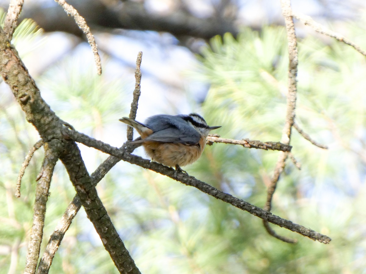 Red-breasted Nuthatch - ML617743735