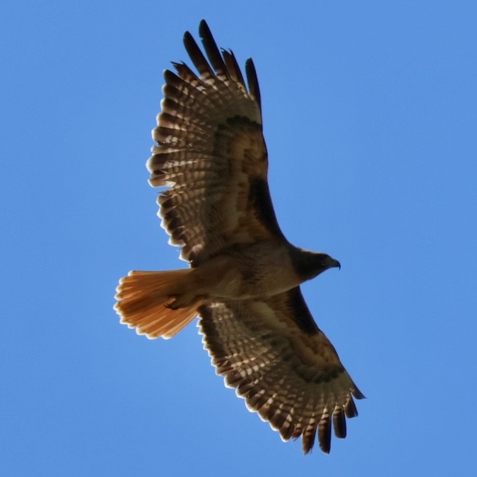 Red-tailed Hawk - ML617743736