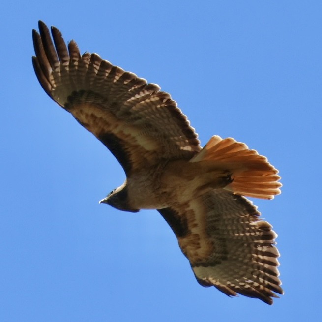 Red-tailed Hawk - ML617743737