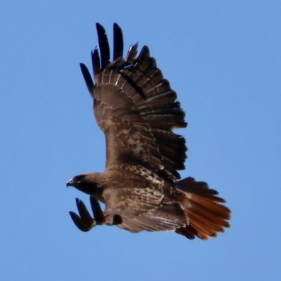 Red-tailed Hawk - ML617743738