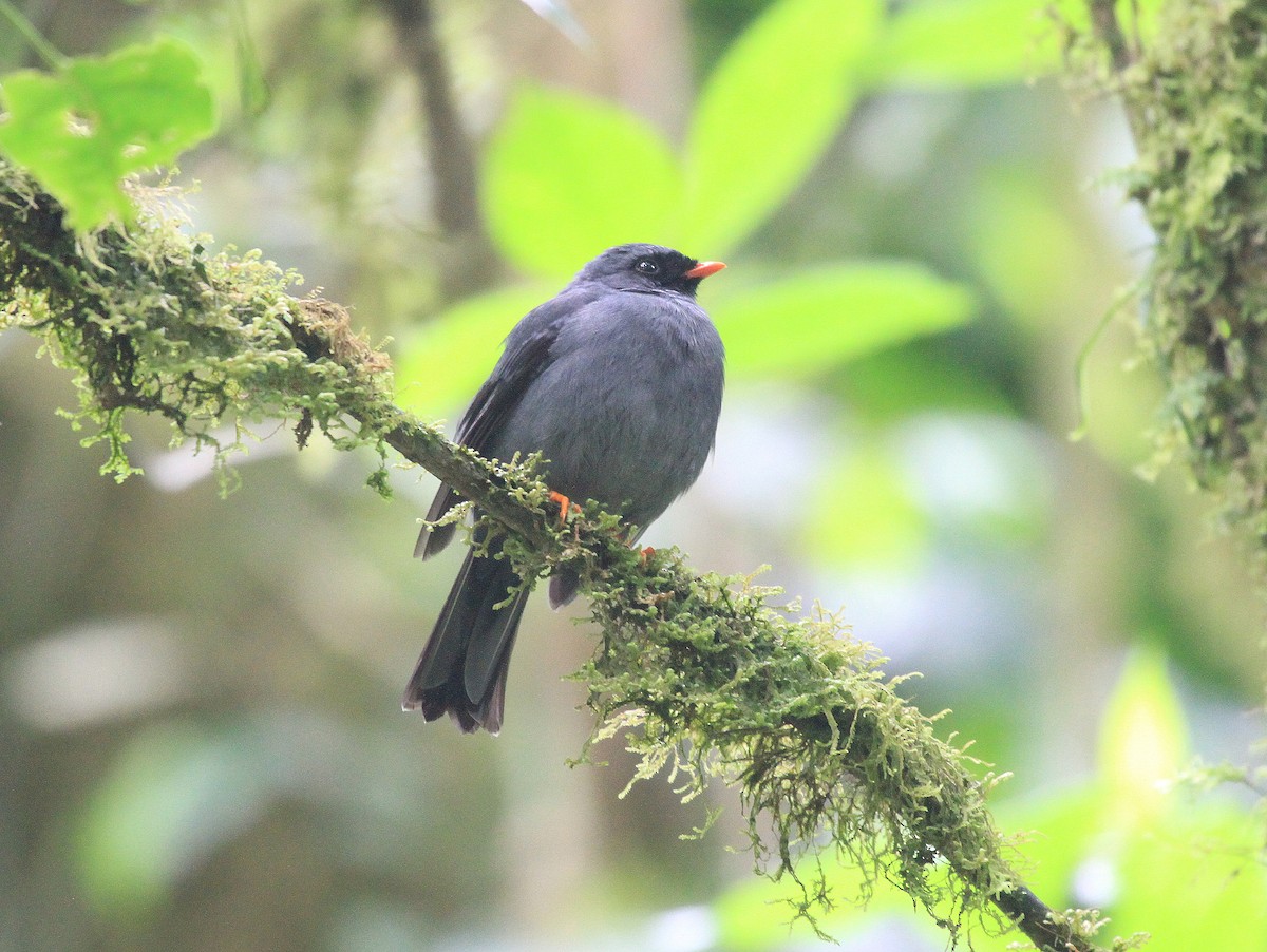 Black-faced Solitaire - ML617743850