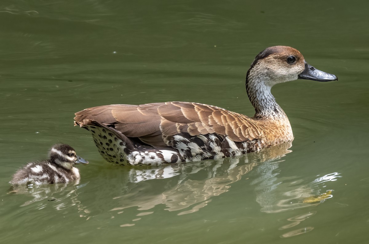 West Indian Whistling-Duck - ML617743905