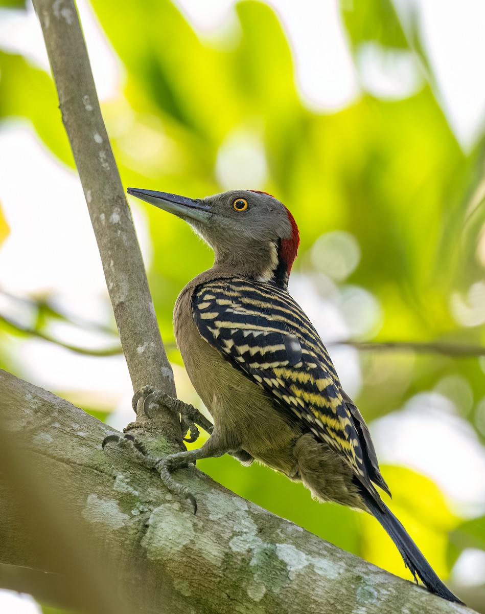Hispaniolan Woodpecker - ML617743951