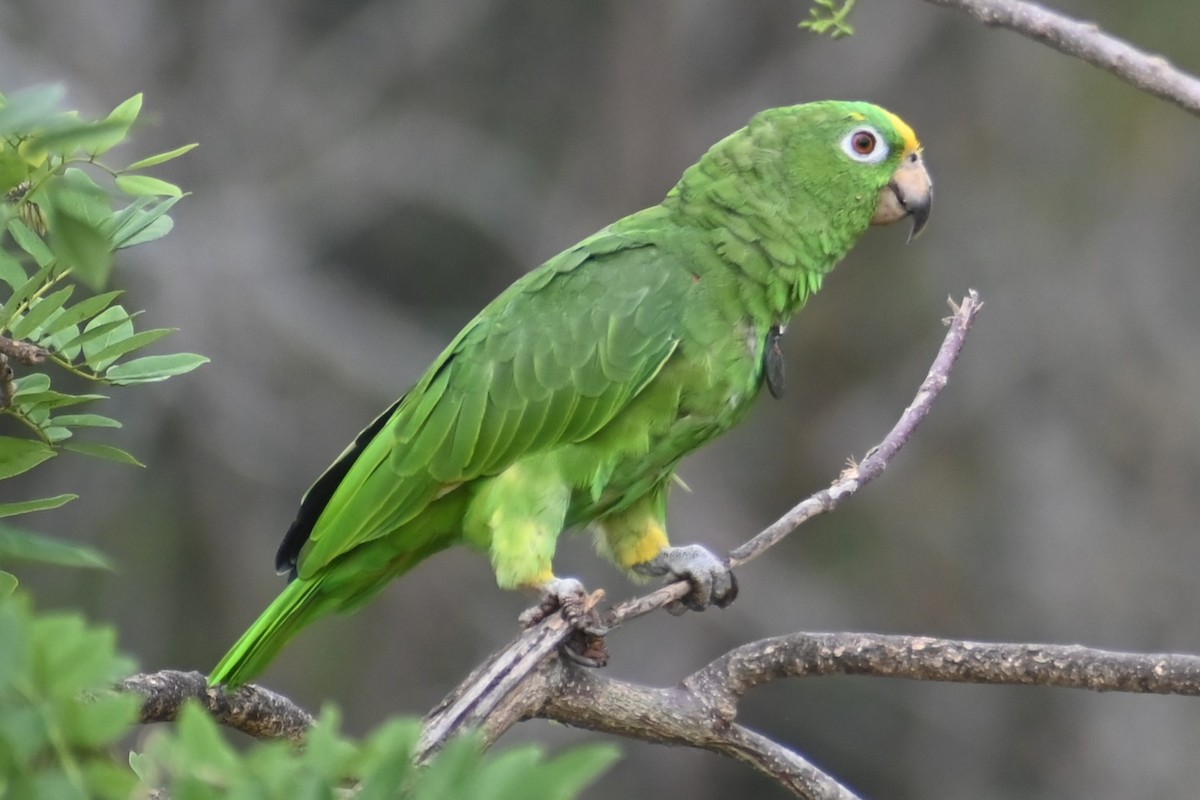 Yellow-crowned Parrot - ML617744003
