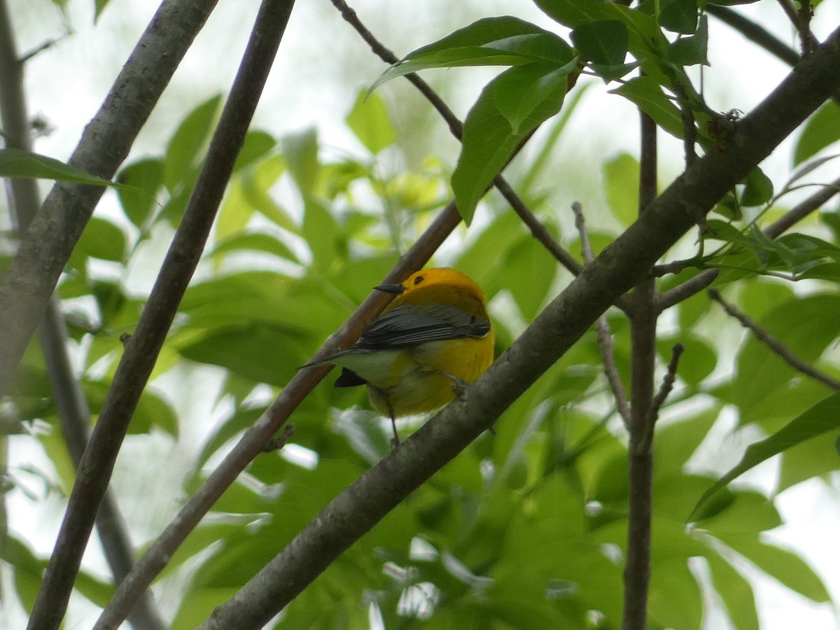 Prothonotary Warbler - ML617744006