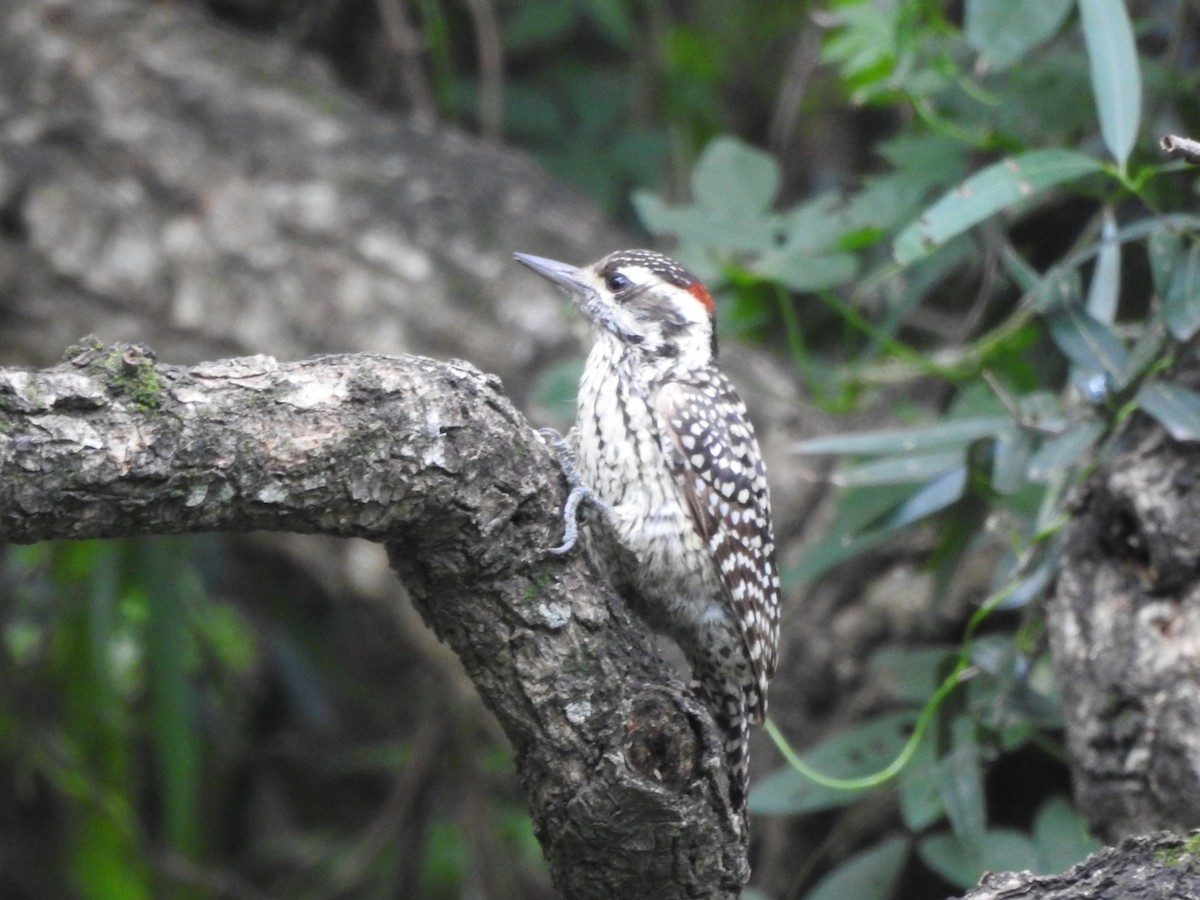 Checkered Woodpecker - ML617744065