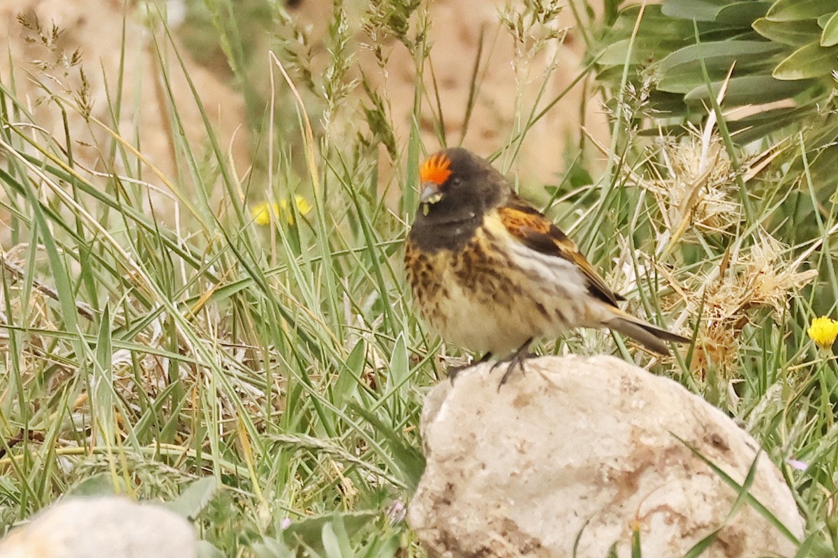 Fire-fronted Serin - ML617744074