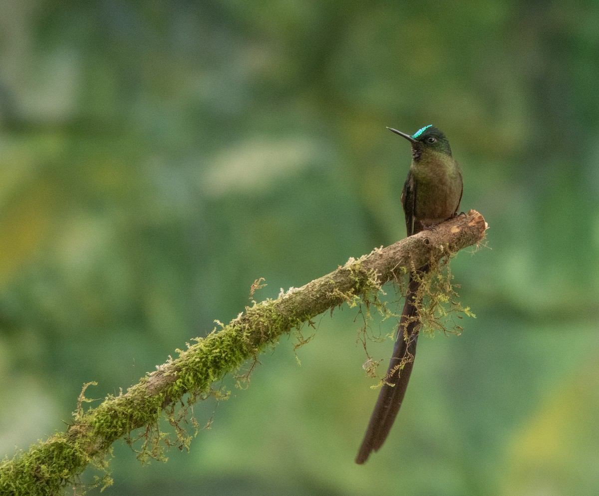 Violet-tailed Sylph - ML617744100