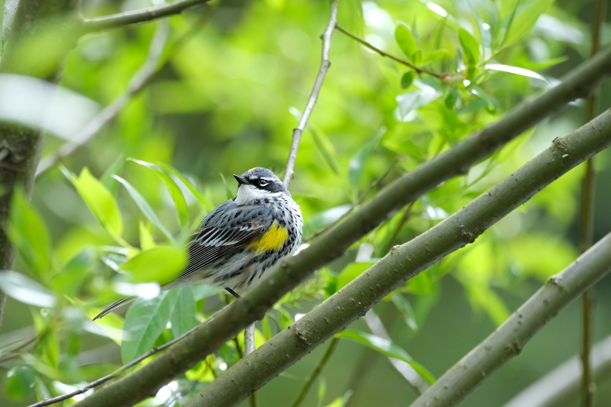 Yellow-rumped Warbler (Myrtle) - ML617744130