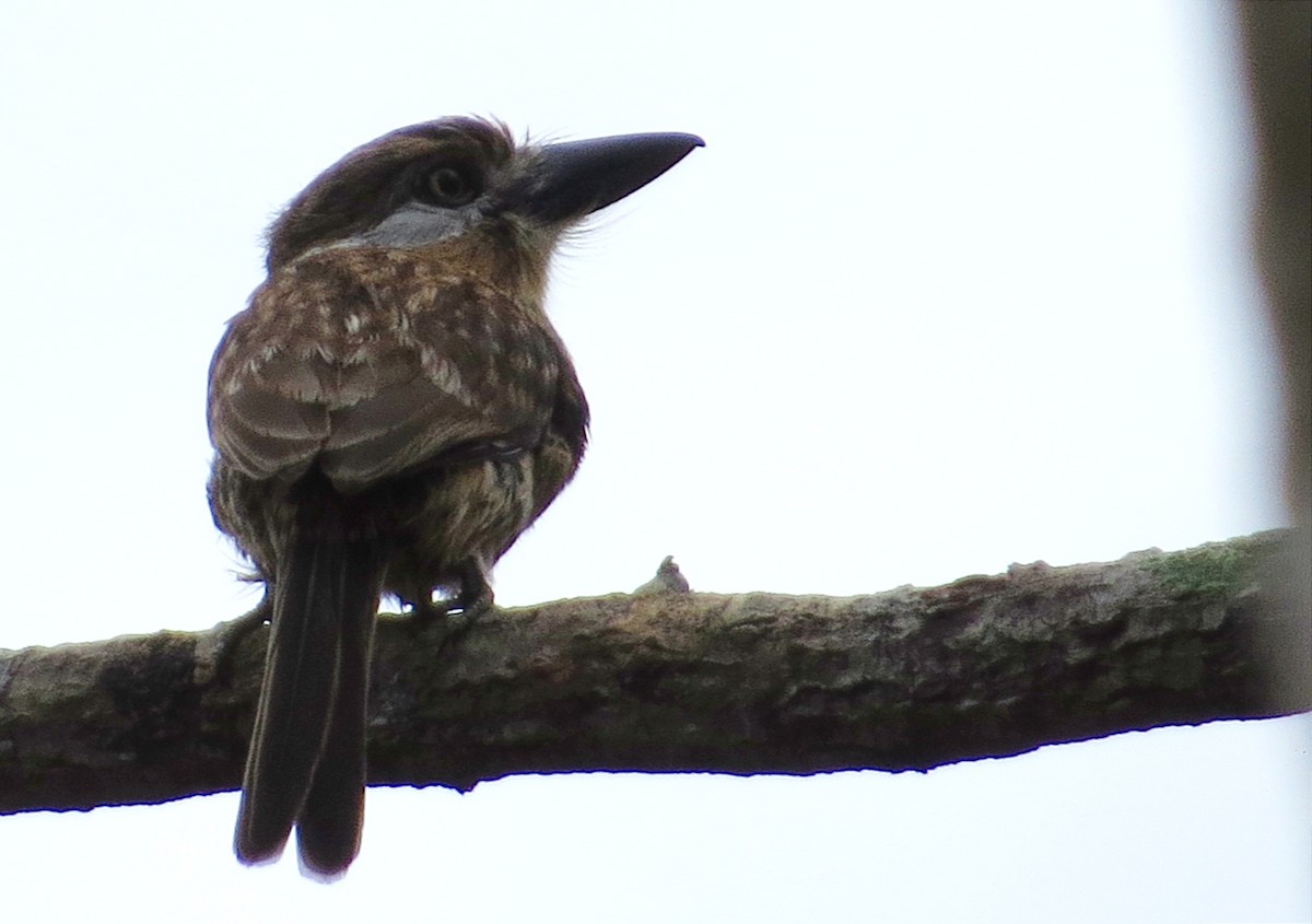 Two-banded Puffbird - ML617744132