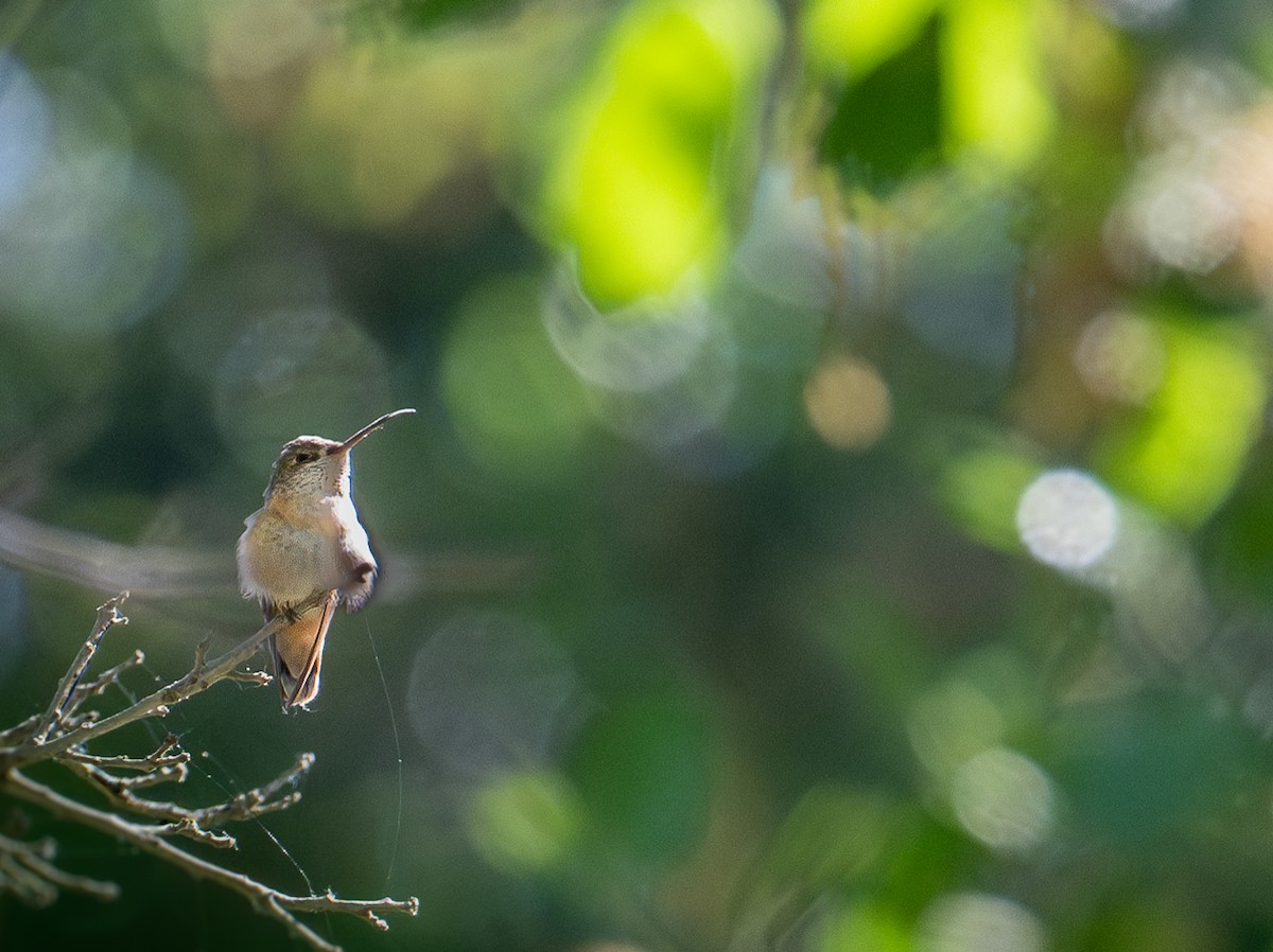 Calliope Hummingbird - ML617744194