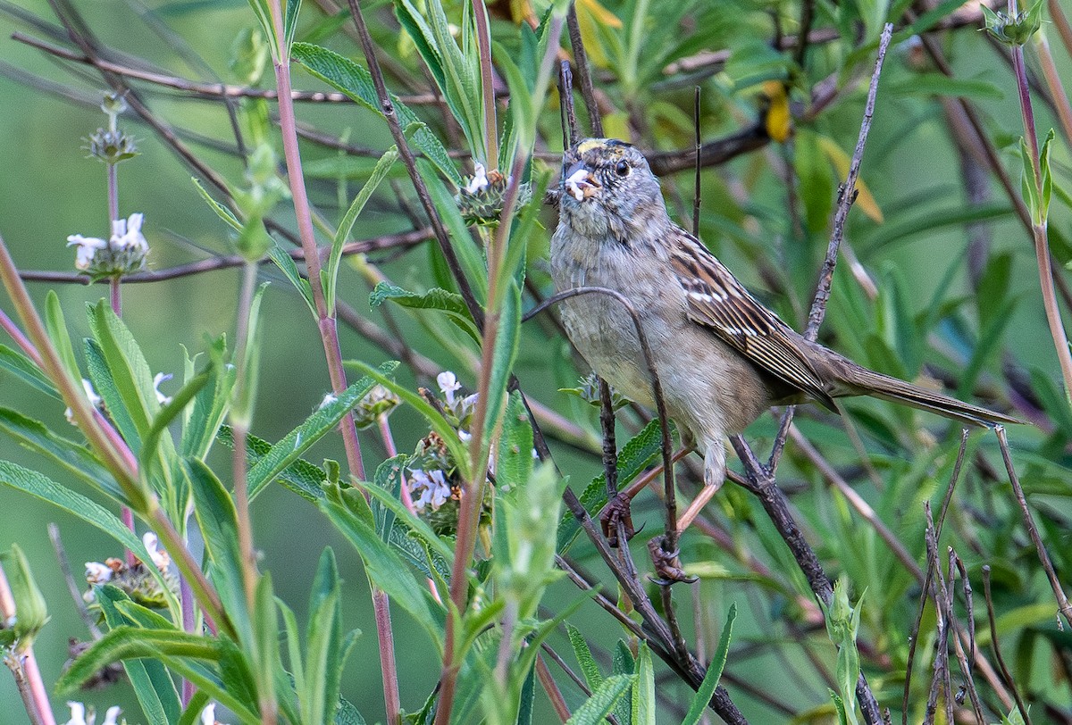 Golden-crowned Sparrow - ML617744223