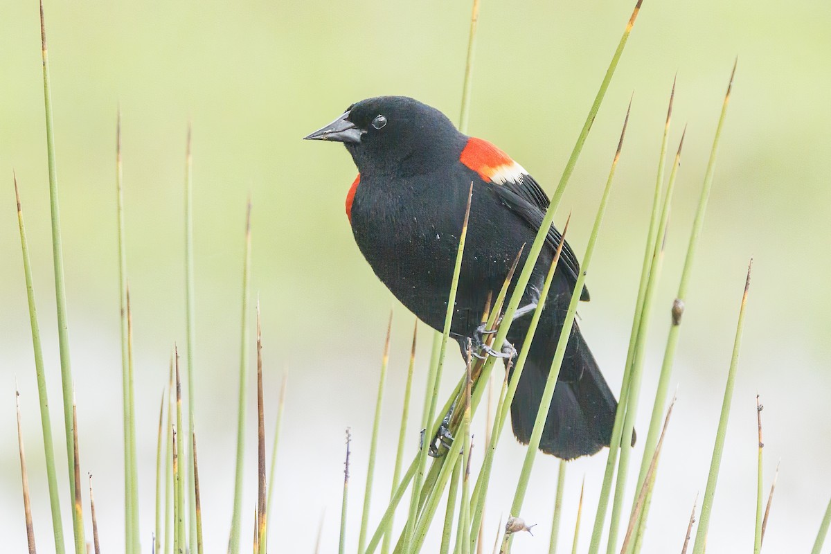 Red-winged Blackbird - ML617744259