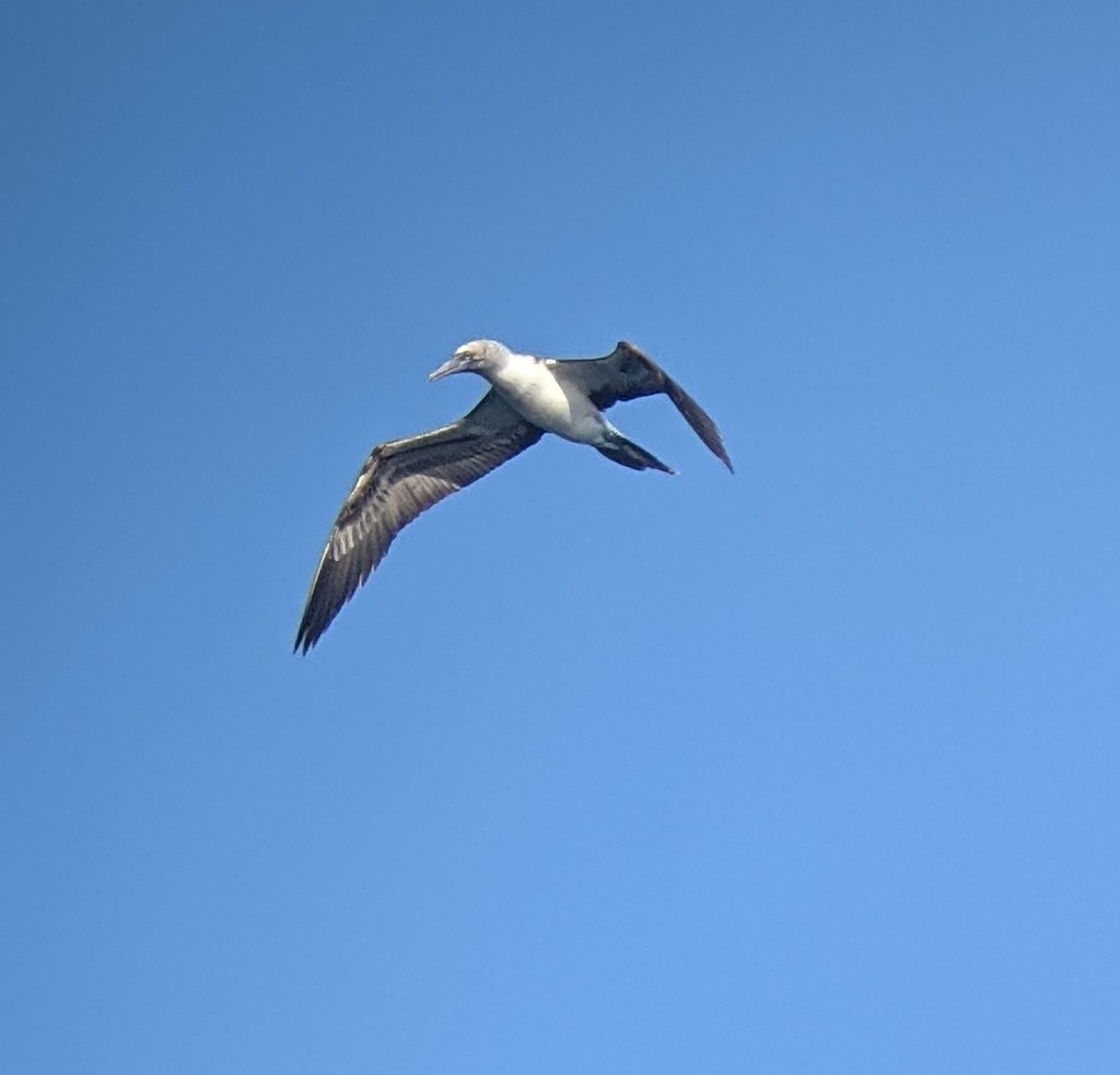Blue-footed Booby - ML617744291