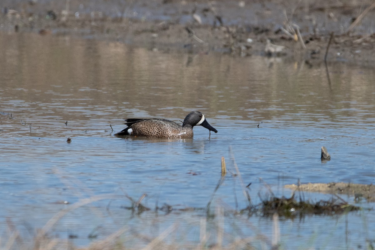 Blue-winged Teal - Candice Lowther