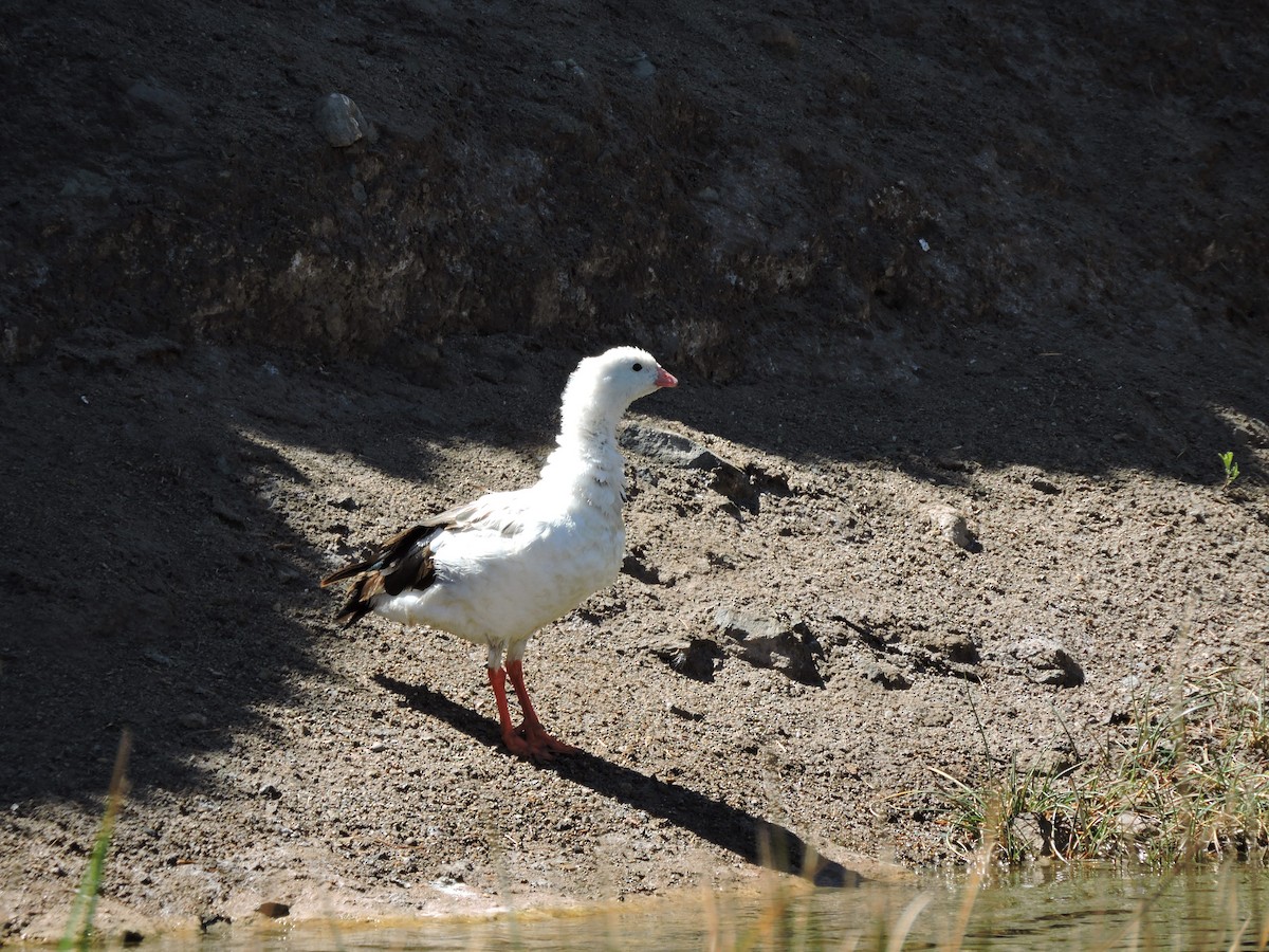 Andean Goose - ML617744432