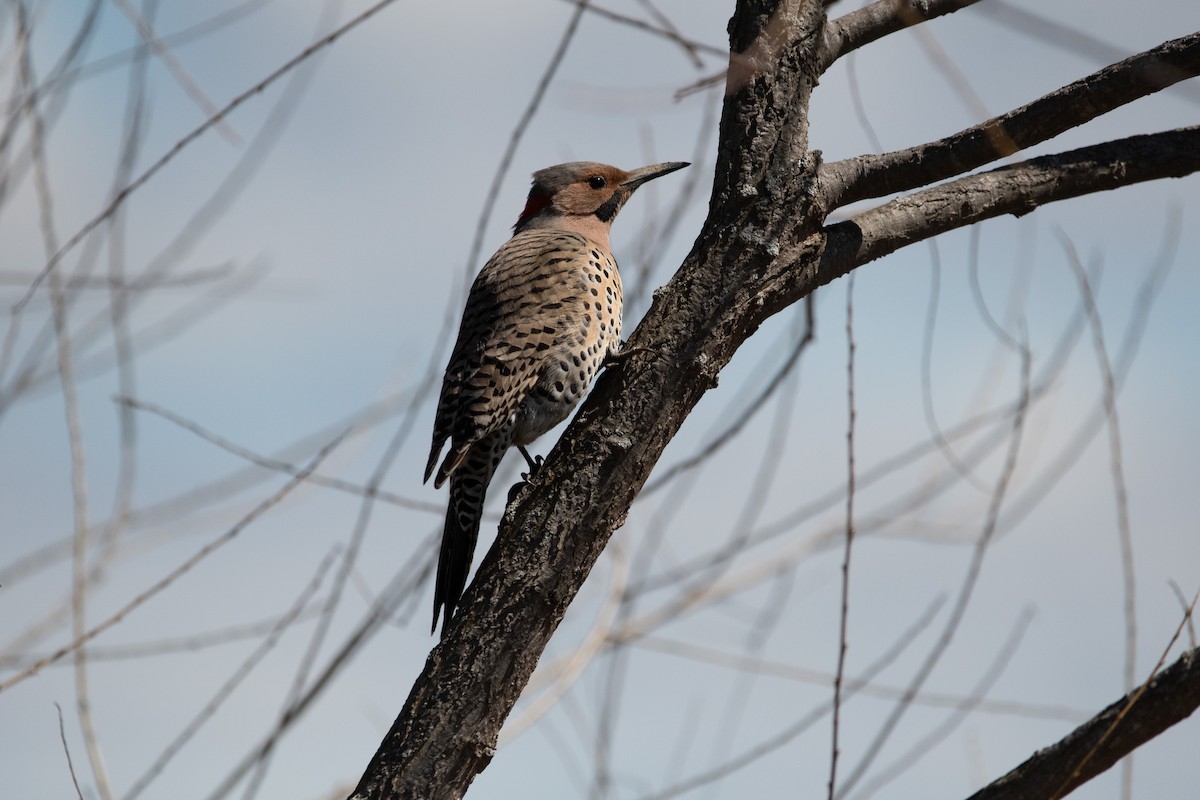 Northern Flicker - Candice Lowther