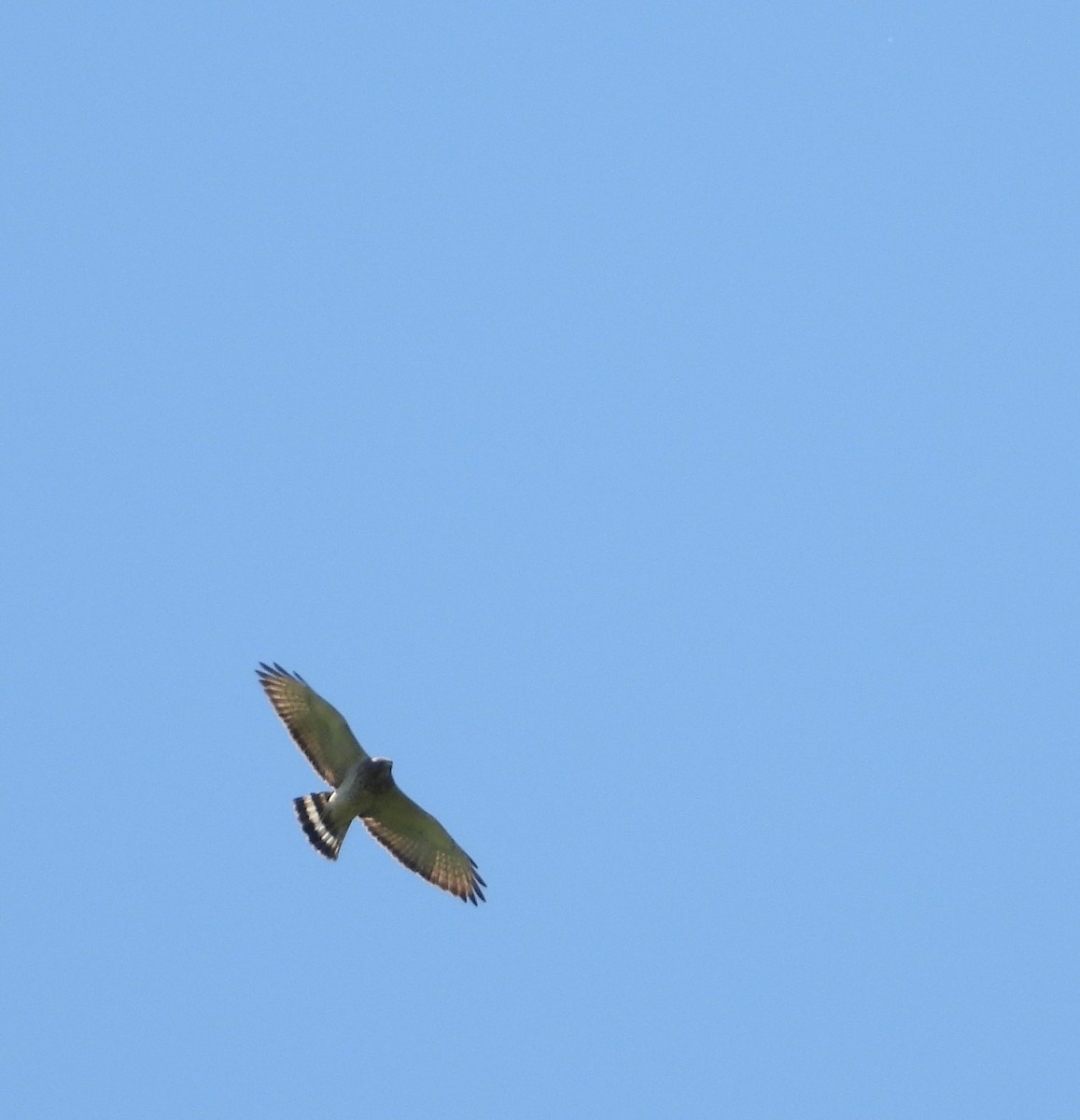 Broad-winged Hawk - ML617744580