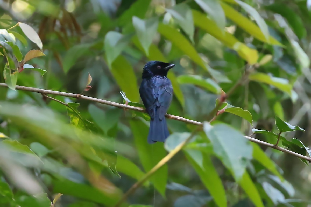 Lesser Racket-tailed Drongo - ML617744585