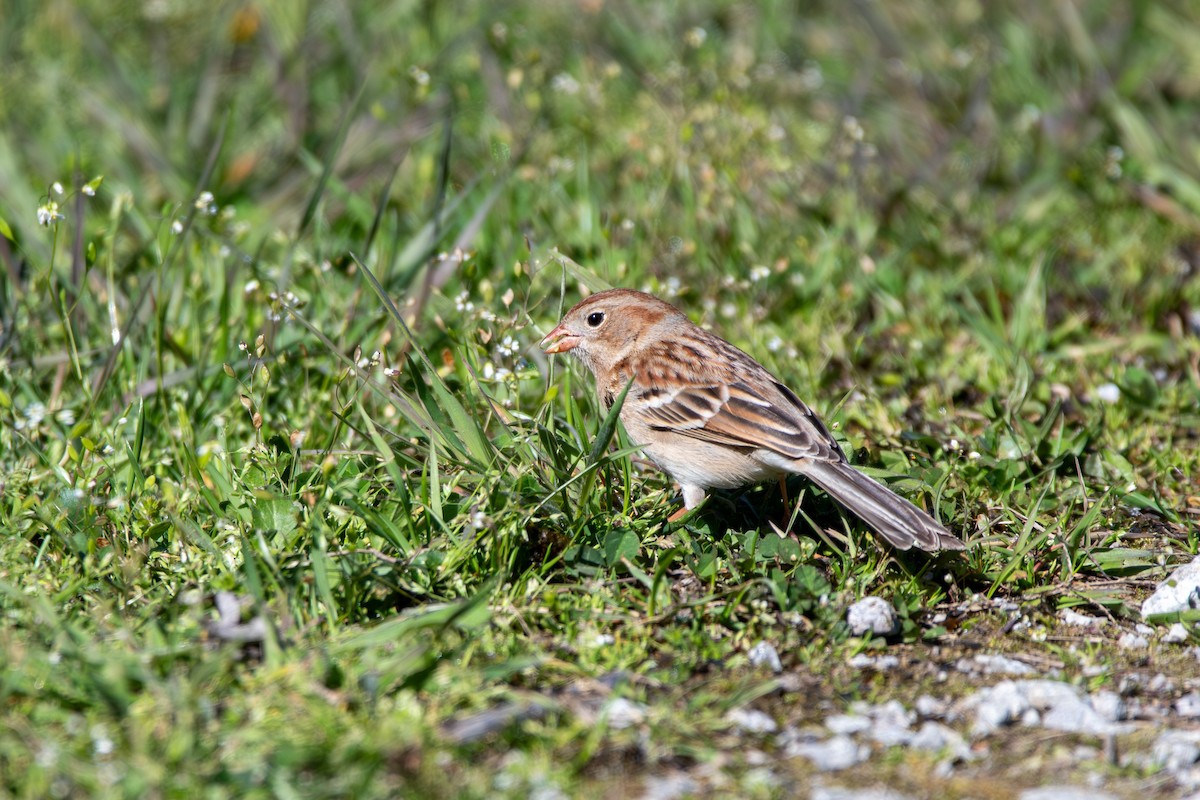 Field Sparrow - Candice Lowther