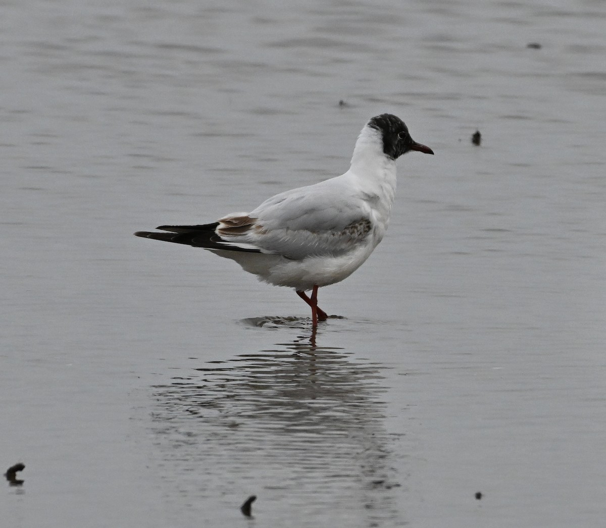 Mouette rieuse - ML617744592