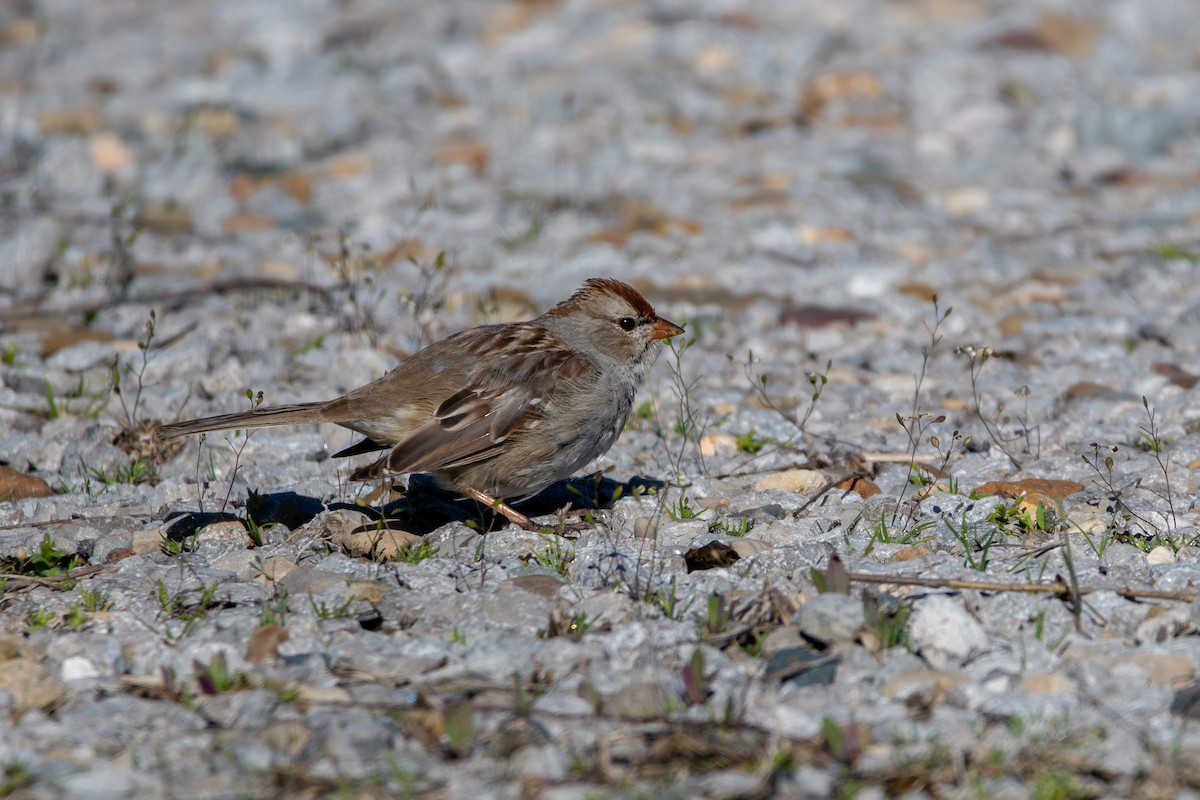 White-crowned Sparrow - ML617744598