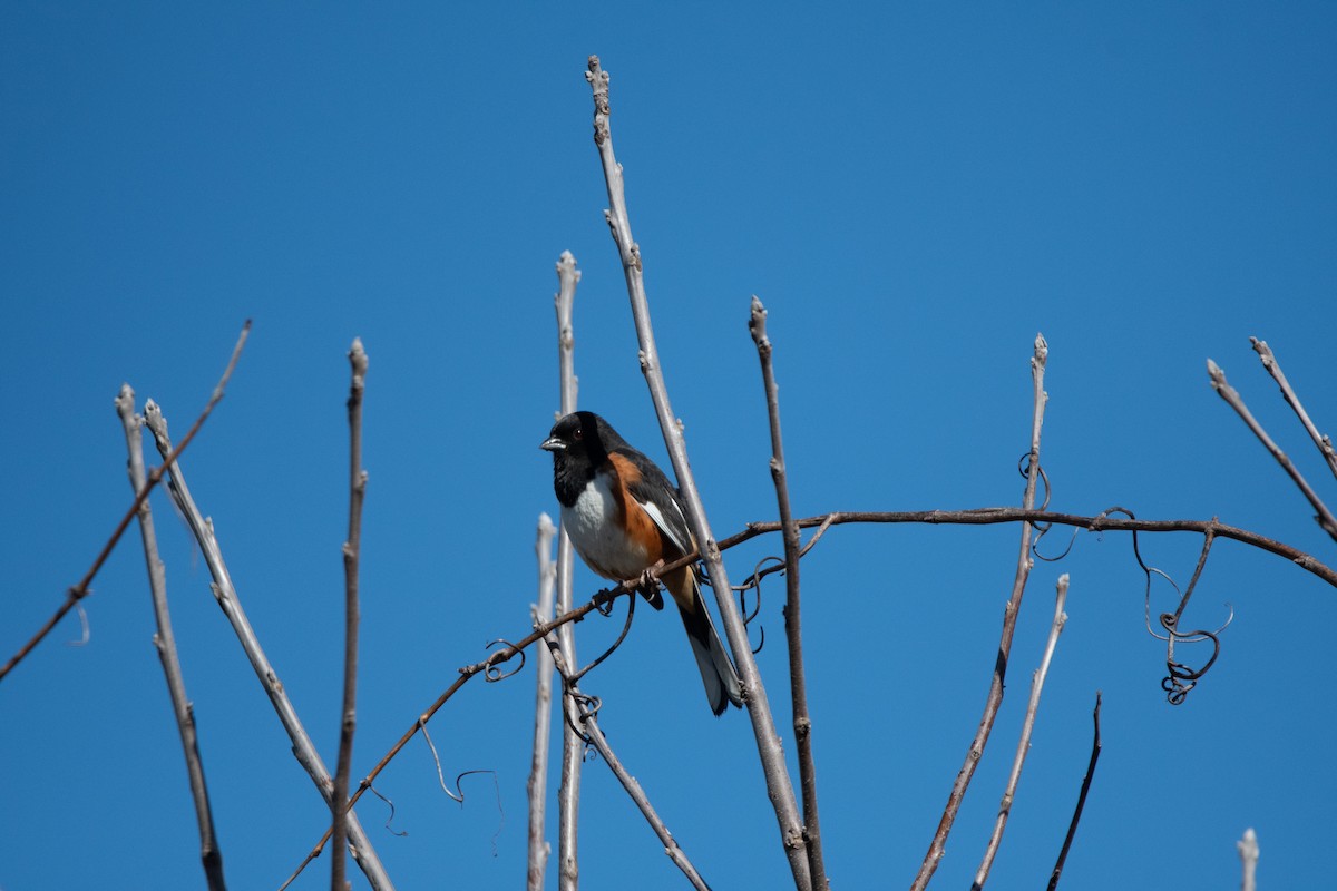 Eastern Towhee - Candice Lowther