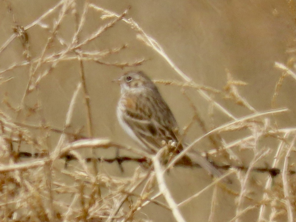 Thick-billed Longspur - ML617744641