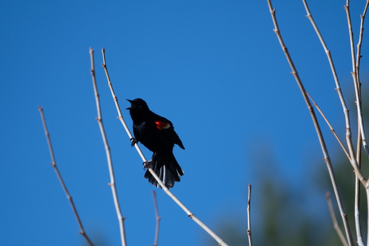 Red-winged Blackbird - ML617744643