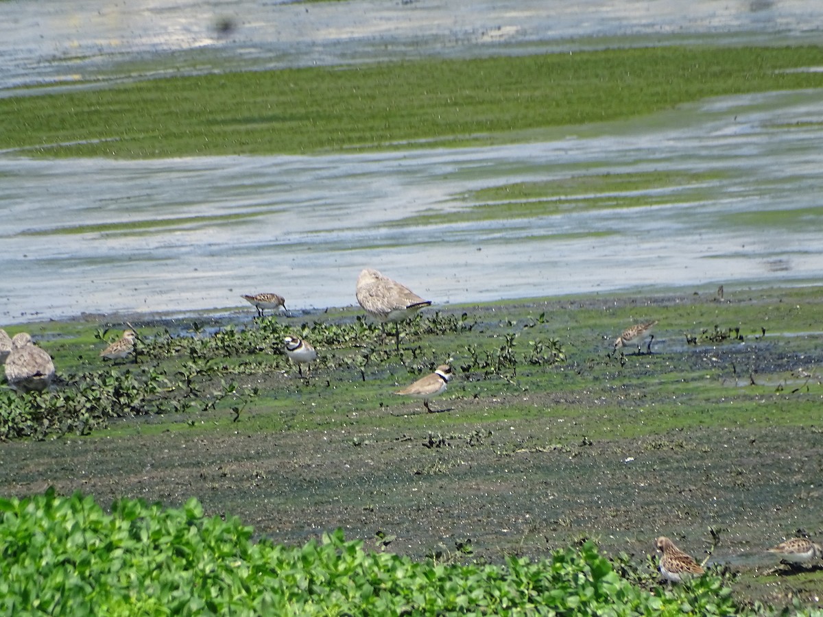 Semipalmated Plover - ML617744657