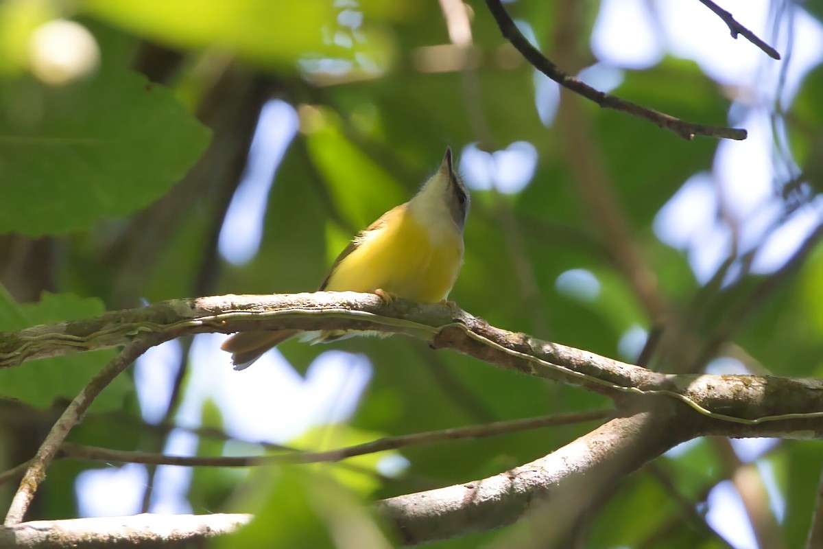 Yellow-bellied Warbler - ML617744700