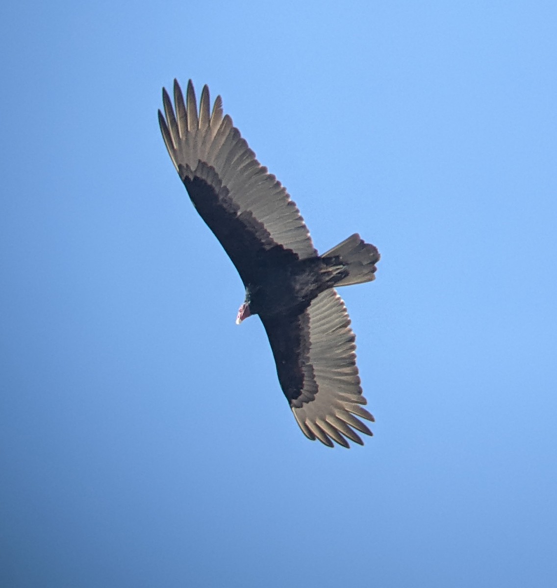 Turkey Vulture - ML617744741
