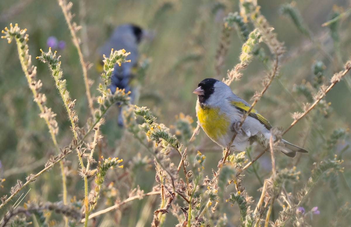 Lawrence's Goldfinch - ML617744797